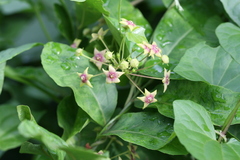 Tylophora indica
